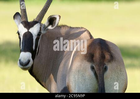 Gemsbok (Oryx gazella), im Grasland stehender Erwachsener, Kgalagadi Transfrontier Park, Nordkap, Südafrika, Afrika Stockfoto