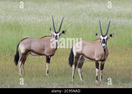 Gemsboks (Oryx gazella), junge Oryxes, im Gras stehend, Kgalagadi Transfrontier Park, Nordkap, Südafrika, Afrika Stockfoto