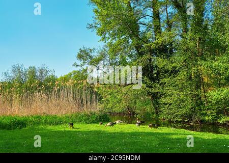 Grüne Wiese mit grauen Gänsen am Fluss. (Anser anser domesticus) Stockfoto