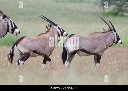 Gemsboks (Oryx gazella), Mutter mit zwei jungen männlichen Oryxen, die im hohen Gras stehen, Kgalagadi Transfrontier Park, Nordkap, Südafrika Stockfoto