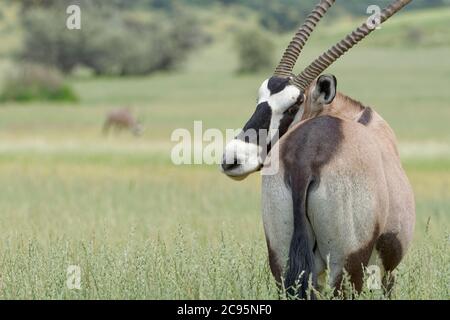 Gemsbok (Oryx gazella), erwachsenes Männchen, im hohen Gras stehend, Kgalagadi Transfrontier Park, Nordkap, Südafrika, Afrika Stockfoto