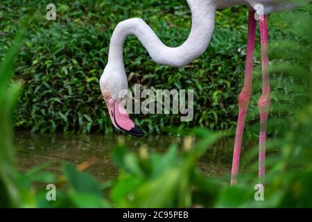 Schöne Flamingo stehen und entspannen im See am Nationalpark, rosa großen Vogel größeren Flamingo. Phoenicopterus Gummi. Tier und Natur concep Stockfoto