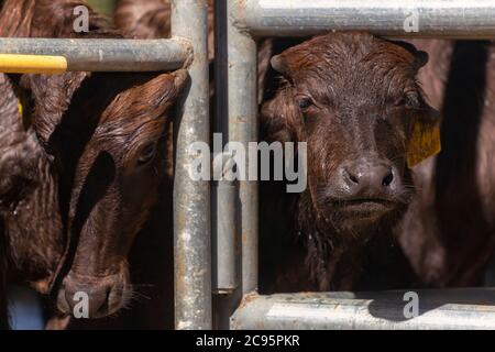 asiatische Baby murrah Büffel oder Wasserbüffel in Ställen auf lokalen Milchviehbetrieb. Landwirtschaft und Landwirtschaft Konzept Stockfoto