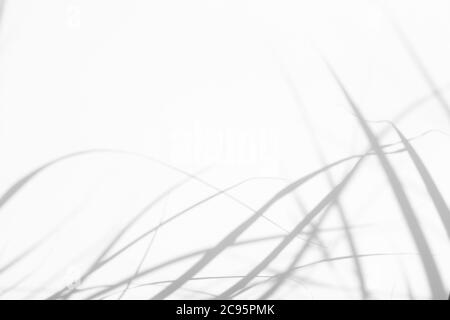 Graue Schatten von Blumen und Gras an der weißen Wand Stockfoto