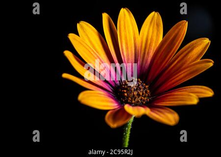 Schöne orange Gänseblümchen Blume isoliert auf einem schwarzen Hintergrund Stockfoto