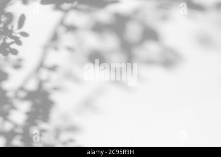 Grauer Schatten der Blätter an einer weißen Wand Stockfoto