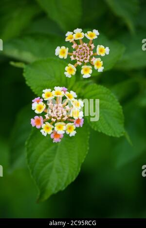 Bunte Lantana Blumen im Garten. Schöne Bunte Heckenblume, Weinende Lantana. Stockfoto