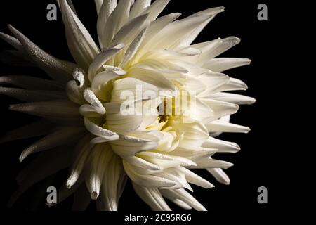 Schöne weiße Chrysantheme Blume isoliert auf einem schwarzen Hintergrund Stockfoto