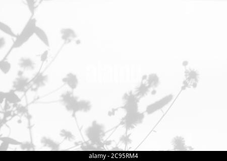 Graue Schatten von Blumen und Gras an der weißen Wand Stockfoto