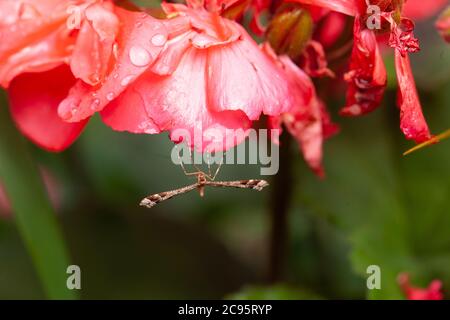 Makro einer Plume Moth besiedelt auf Regentropfen bedeckt Geranium / Geraniaceae Stockfoto