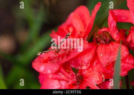 Makro einer Plume Moth besiedelt auf Regentropfen bedeckt Geranium / Geraniaceae Stockfoto