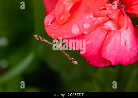 Makro einer Plume Moth besiedelt auf Regentropfen bedeckt Geranium / Geraniaceae Stockfoto