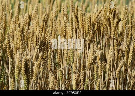 Reifung Weizenernte im Feld Stockfoto