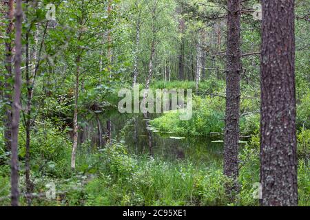 Heiterer Waldbach in Finnisch-Lappland im Sommer Stockfoto