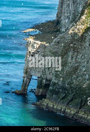 Herrliches Wetter am Bempton Cliffs RSPB in Yorkshire Stockfoto