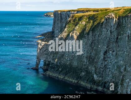 Herrliches Wetter am Bempton Cliffs RSPB in Yorkshire Stockfoto