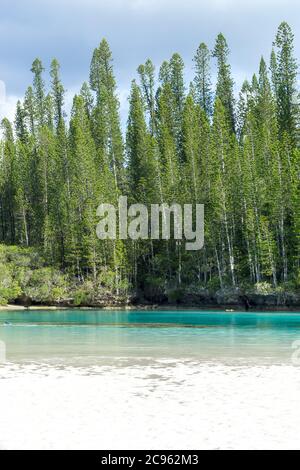 Wald von Araucaria Kiefern. Insel der Kiefern in neukaledonien. Türkisfarbenes und durchscheinendes Wasser entlang des Waldes Stockfoto