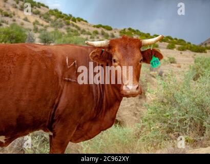 Nahaufnahme einer orangefarbenen Kuh mit Hörnern in einer Herde freiwilder Rinder in der trockenen Wüste im Südwesten der USA, die in der Chamisa Wilderness in New Mexico grast Stockfoto