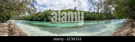 Panoramablick auf den Wald von Araucaria Kiefern. Insel der Kiefern in neukaledonien. Türkisfarbener Fluss entlang des Waldes. Blauer Himmel. Stockfoto