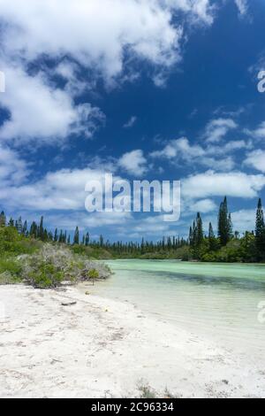 Wald von Araucaria Kiefern. Insel der Kiefern in neukaledonien. Türkisfarbener Fluss entlang des Waldes. Blauer Himmel Stockfoto