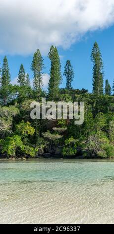 Wald von Araucaria Kiefern. Insel der Kiefern in neukaledonien. Türkisfarbener Fluss entlang des Waldes. Blauer Himmel. Hochformat Stockfoto