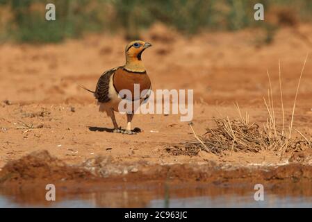 Nadelschwanz-Sandhuhn Männchen an einem Wasserpunkt in der trockenen Sommerzeit Stockfoto