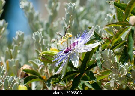 Passiflora, auch als die Leidenschaft Blumen oder Leidenschaft Reben genannt, ist eine Pflanzenart aus der Gattung der über 550 Arten von Blütenpflanzen, die Art der Gattung der Familie Pass Stockfoto