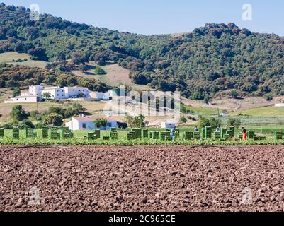 In der Nähe von Pilas de Algaida, Provinz Granada, Andalusien, Südspanien. Feldarbeiter ernten Kohl. Stockfoto