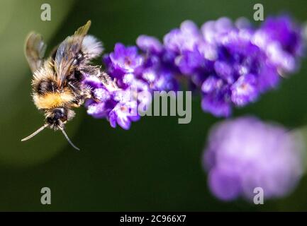 Pokrent, Deutschland. Juli 2020. Eine Hummel sammelt Pollen auf einer Lavendelpflanze. Hummeln gehören zur Gattung der echten Bienen. Die Hymenoptera wächst auf 1 bis 1.4 Zentimeter und hat eine durchschnittliche Lebenserwartung von 28 Tagen. Quelle: Jens Büttner/dpa-Zentralbild/ZB/dpa/Alamy Live News Stockfoto