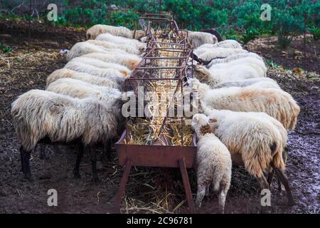 Eine Herde frei grasenden Ziegen. Fotografiert auf Kreta, Griechenland Stockfoto