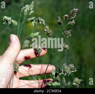 Flauschige Spitzen der mehrjährigen Wiese Gras phleum Vorwand und menschliche Hand hält es Stockfoto