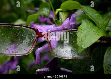 Augengläser mit Regentropfen hängen auf dem Clematis Busch mit nassem Laub und violetter Blume Stockfoto