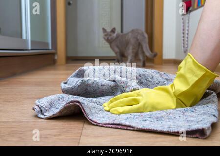 Mädchen in Gummihandschuhen wäscht den Boden zu Hause mit einem Lappen. Konzept der Hausarbeit und Housekeeping. Katze im Hintergrund Stockfoto