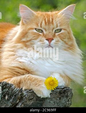 Ingwer tabby Katze auf Baumstumpf, hält Löwenzahn Blume in Pfoten. Stockfoto