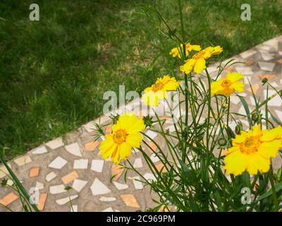 Schöne gelbe Coreopsis lanceolata mehrjährige Blumen blühen an einem Sommertag, gefliesten Pfad auf dem Hintergrund. Stockfoto