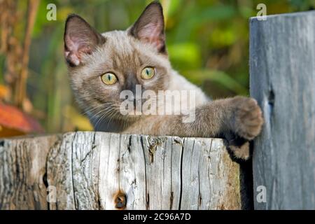 Siam Kitten liegen auf Log im Garten, verspielt, beobachten. Stockfoto