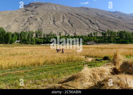 Bauern ernten auf dem Maisfeld. Wachan-Korridor, Tadschikistan, Stockfoto