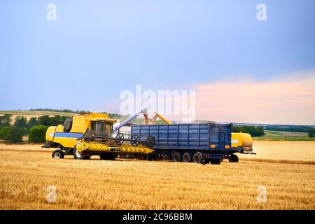 Überladung von Getreide aus den Mähdreschern in einen Getreidewagen auf dem Feld. Harvester Ablader Gießen gerade geernteten Weizen in Korn Box Körper Stockfoto