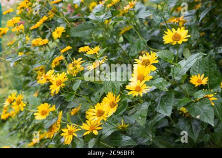 Jerusalem Artischocke, Helianthus tuberosus, genannt Sonnenwurzel, Sonnenwurzel oder Erde Apfel gelben Blüten im Garten selektiven Fokus Stockfoto