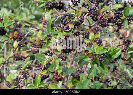 Aronia melanocarpa, schwarz Aronia Beeren auf Zweig closeup Stockfoto