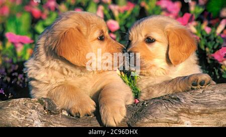 Golden Retriever Welpen sitzen zusammen im Blumengarten Stockfoto