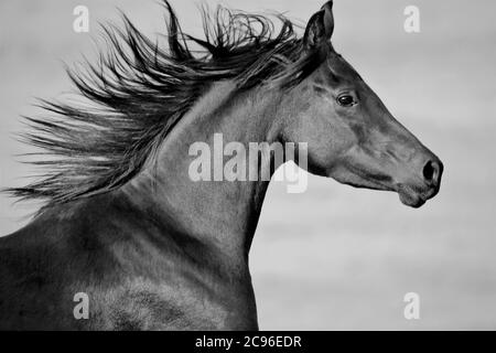 Black Arabian Horse Galoppieren, Porträt, Kopf Nahaufnahme Stockfoto