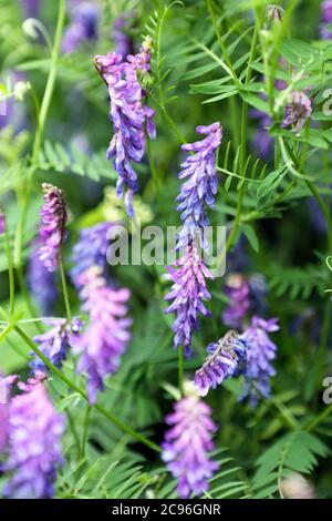 Getuftete Vetch, Vicia Cracca blüht in Schottland im Juni Stockfoto