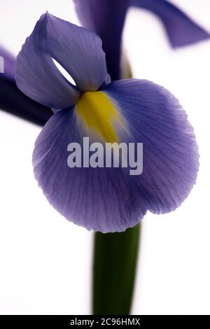 Nahaufnahme einer lila Iris vor einem schlichten weißen Hintergrund Stockfoto