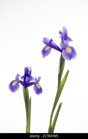 Zwei lila Iris vor einem weißen Hintergrund fotografiert Stockfoto