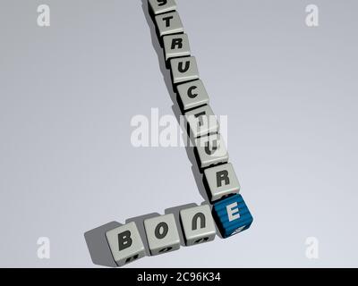 Kreuzworträtsel der KNOCHENSTRUKTUR angeordnet durch kubische Buchstaben auf einem Spiegelboden, Konzept Bedeutung und Präsentation. Illustration und Hintergrund. 3D-Illustration Stockfoto