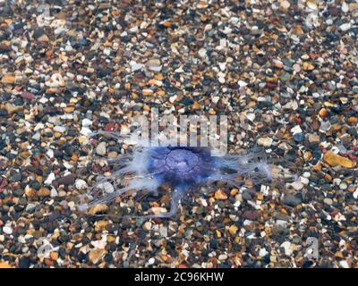 Die blaue Qualle, Cyanea labarckii, in seichtem Wasser, Northumberland, UK Stockfoto