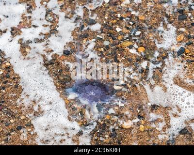 Eine blaue Qualle, Cyanea lamaarckii, wäscht sich auf einem Northumberland Strand, Großbritannien Stockfoto