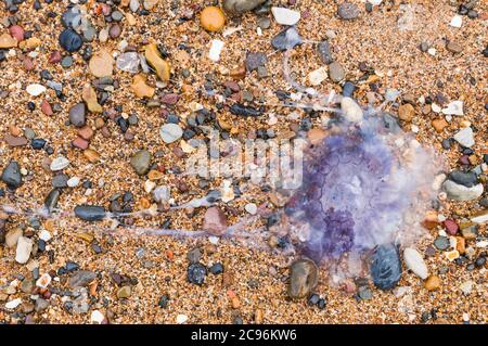 Eine Cyanea labarckii, blaue Qualle auf einem kiesigen Northumberland, UK, Strand. Stockfoto