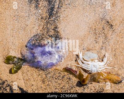 Quallen, Cyanea lamarckii, Algen und eine tote Krabbe wahed up an einem Sandstrand. Stockfoto